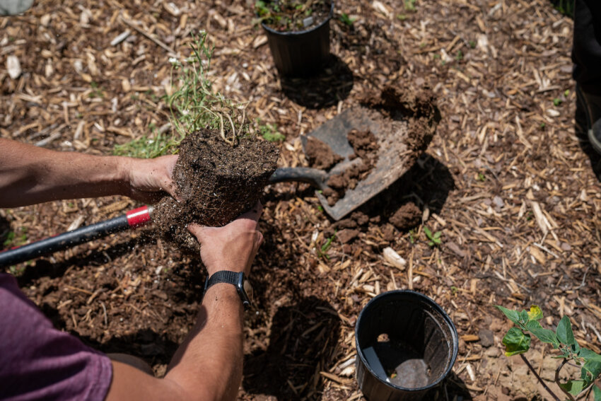 Planting & Removal