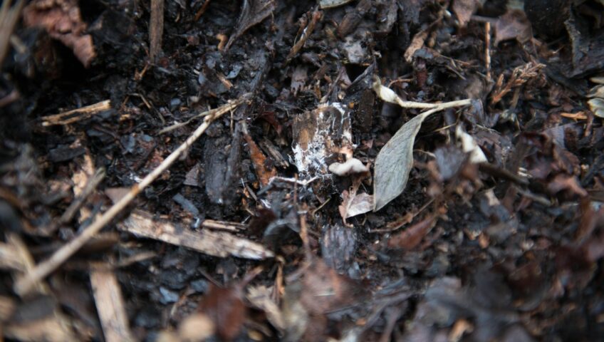 brown dried leaves on ground
