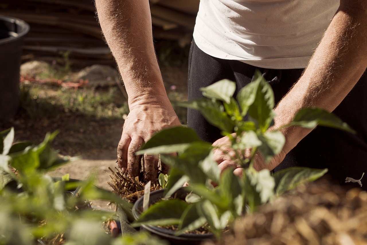 garden, working hands, dirt, earthing, mother earth, plants, planting, earth day, planting, planting, planting, nature, planting, earth day, earth day, earth day, earth day, earth day