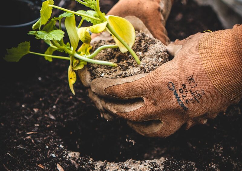 person holding green plant on black pot
